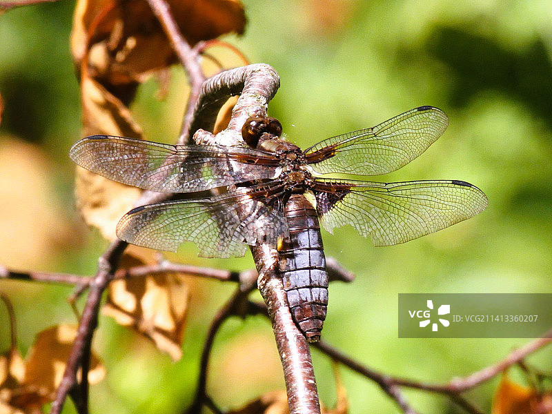 小树枝上的蜻蜓特写图片素材