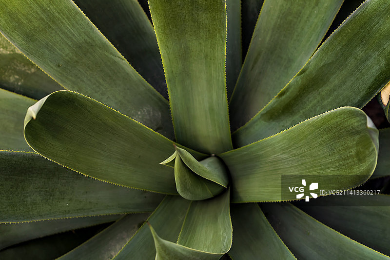 龙舌兰，基辅，乌克兰图片素材