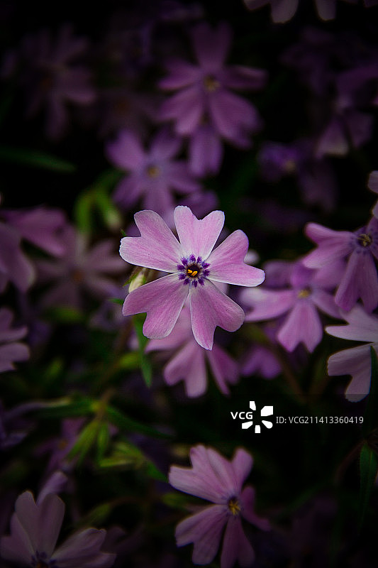 粉色植物特写，费城，美国图片素材