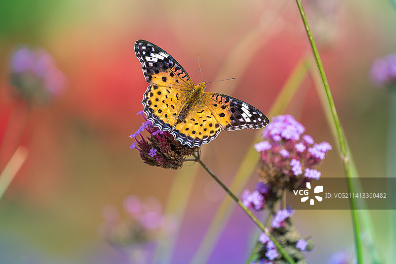 蝴蝶在紫色花朵上采蜜特写，韩国图片素材