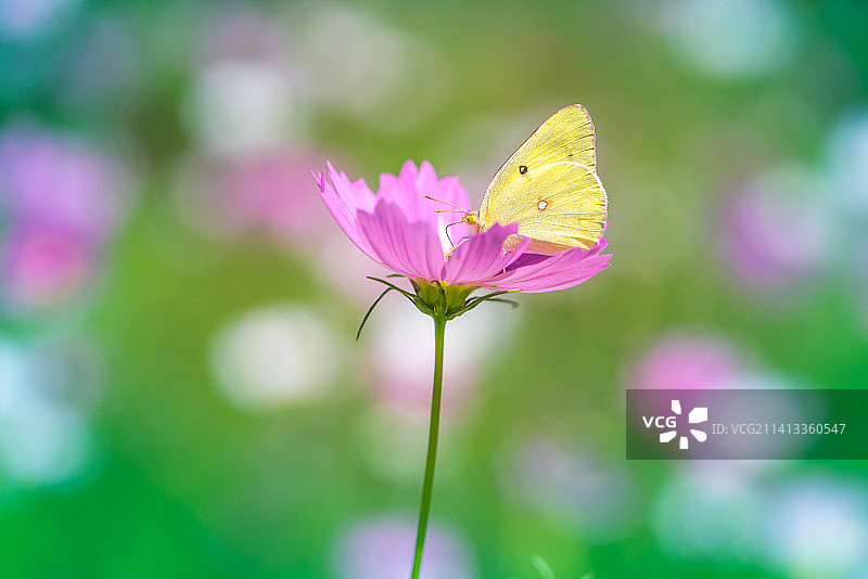 蝴蝶在粉色花朵上的特写，韩国图片素材