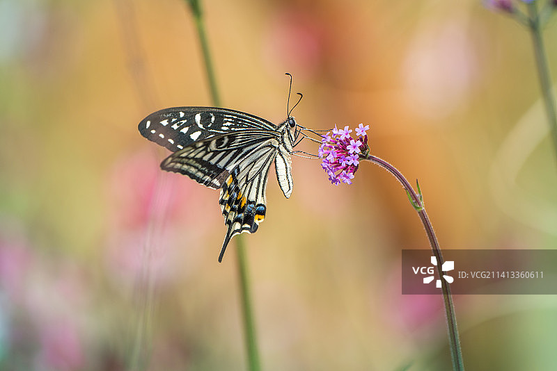 蝴蝶在紫色花朵上采蜜特写，韩国图片素材