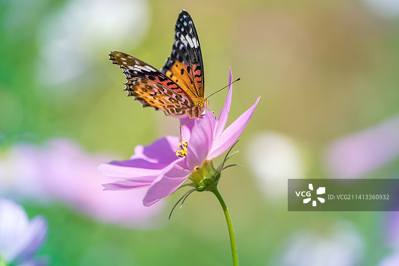 蝴蝶在紫色花朵上采蜜特写，韩国图片素材