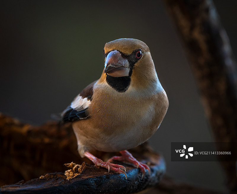 匈牙利埃斯泰尔戈姆鸣禽栖息在树枝上的特写图片素材
