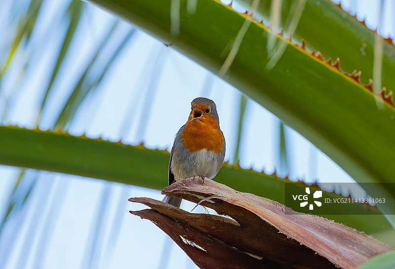 知更鸟栖息在树枝上的特写，马耳他图片素材