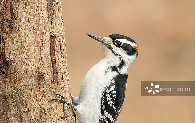 栖息在树干上的鸟类特写图片素材