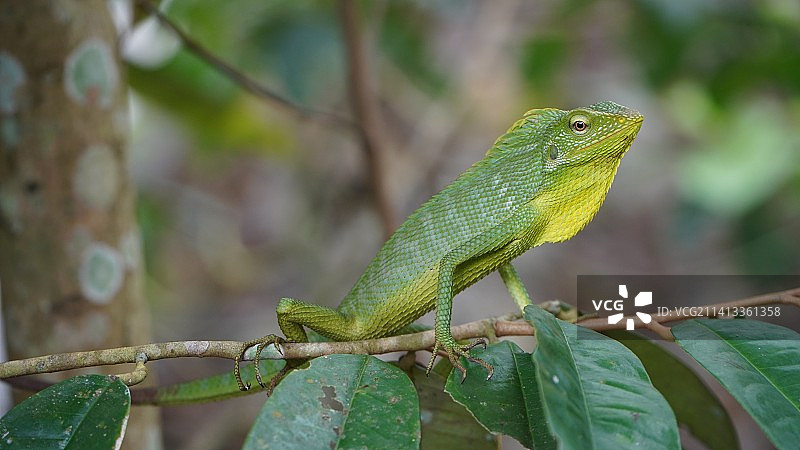 羽冠蜥蜴在树枝上的特写，印度尼西亚苏加武眉图片素材