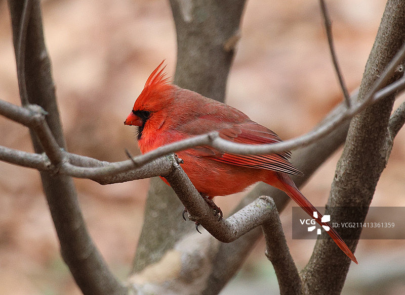 栖息在树枝上的北美红雀特写图片素材