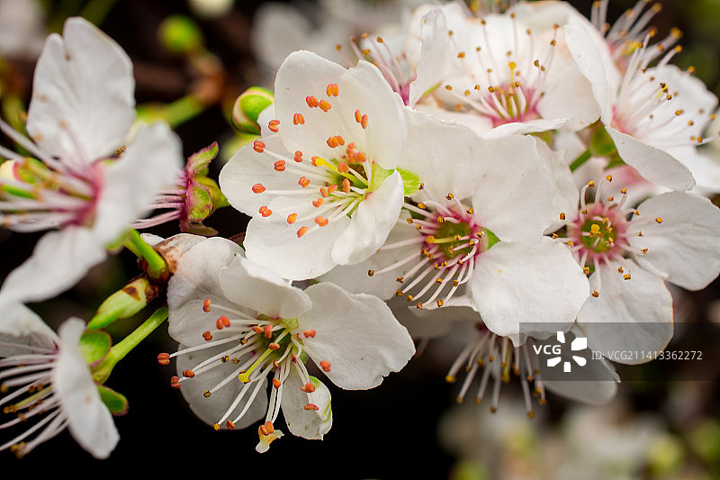 英国白色樱花特写图片素材