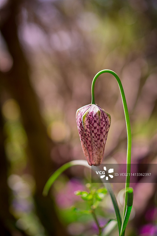 英国园林中的贝母花图片素材