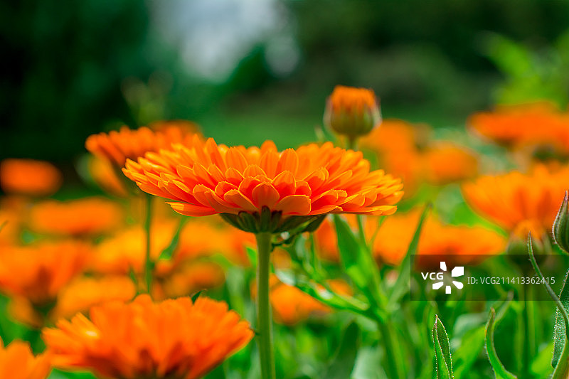 夏季盛开的万寿菊，英国，色彩缤纷的宽幅水平花卉图片素材