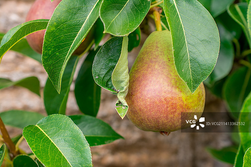 英国梨树上即将收获的梨图片素材