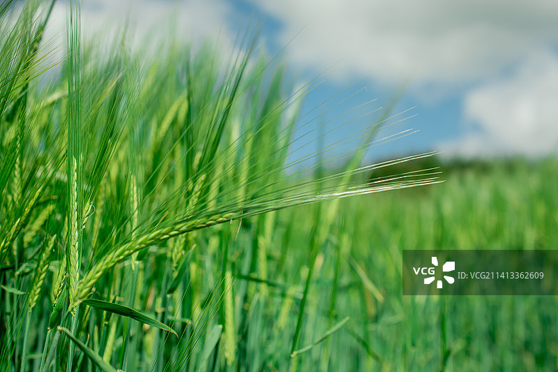 英国大麦的自然绿色纹理图片素材