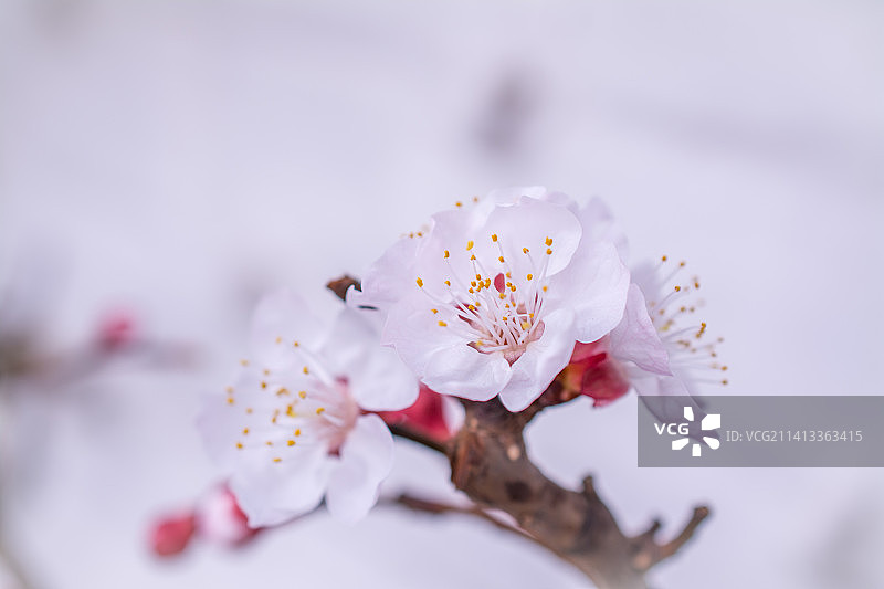 白色樱花特写，英国图片素材