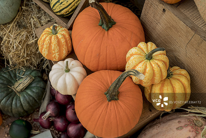 五彩缤纷的南瓜和葫芦，英国图片素材