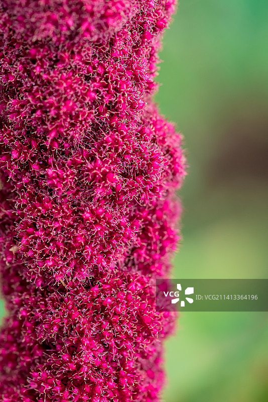 英国花园里的苋菜花图片素材