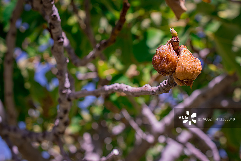 希腊树上的绿色无花果和树叶图片素材