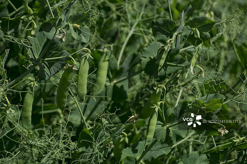 英国花园里生长的糖荚豌豆特写图片素材