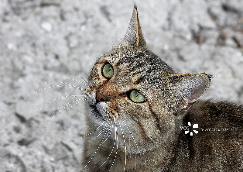 虎斑猫的特写肖像图片素材