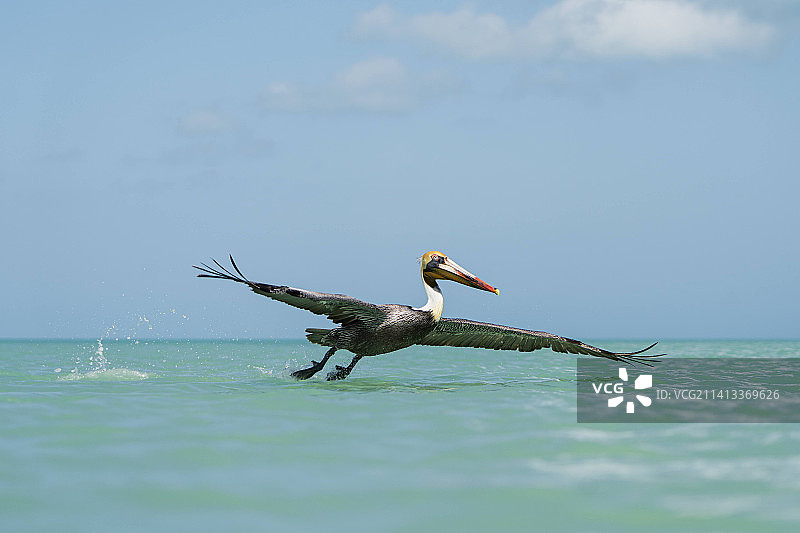 墨西哥金塔纳罗奥州霍尔博克斯岛海面上飞翔的鹈鹕特写图片素材
