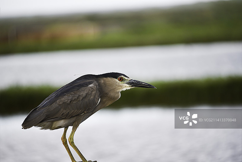 美国：苍鹭栖息在湖边图片素材
