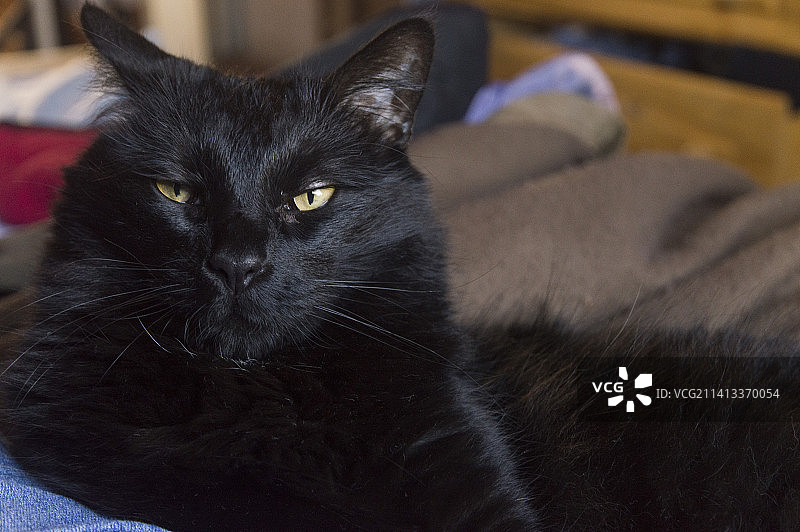 黑猫的近距离肖像，布宜诺斯艾利斯，阿根廷图片素材