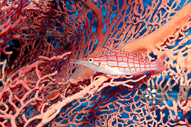 海中游动的长吻鹰鱼特写图片素材