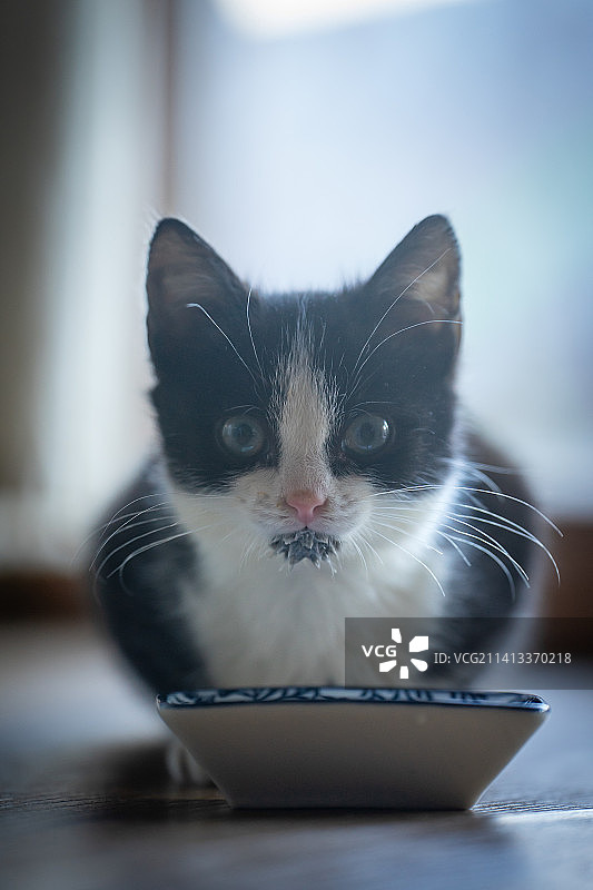 坐在桌子上的猫的特写肖像，斯洛伐克图片素材