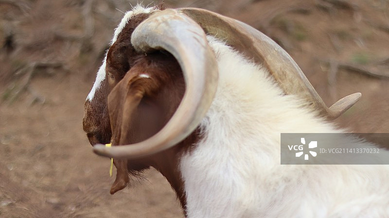 狗狗特写图片素材