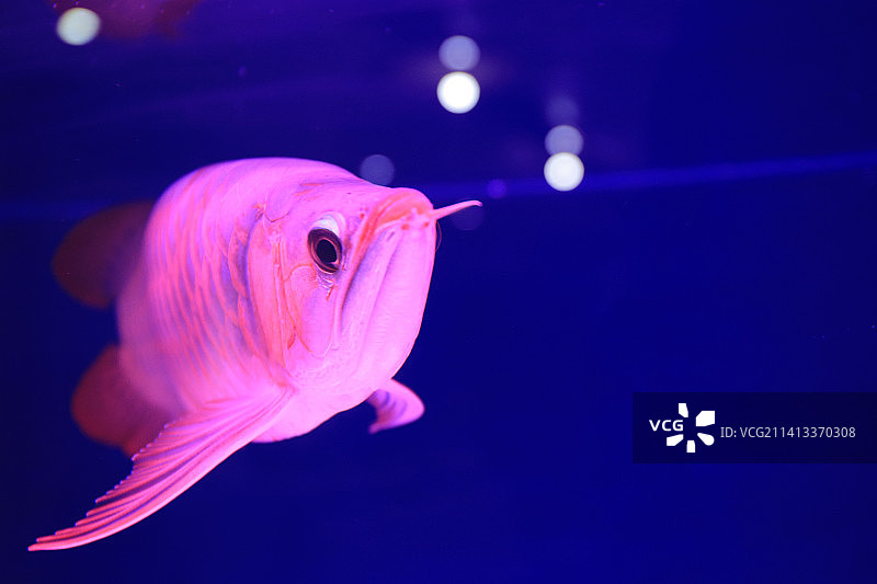 水族箱中游动的鱼特写图片素材