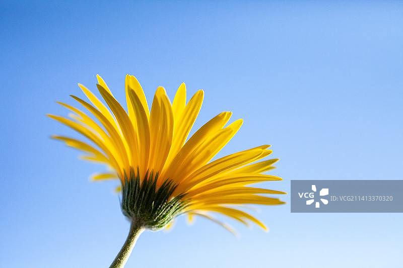 仰视角度拍摄的向日葵与蔚蓝天空图片素材