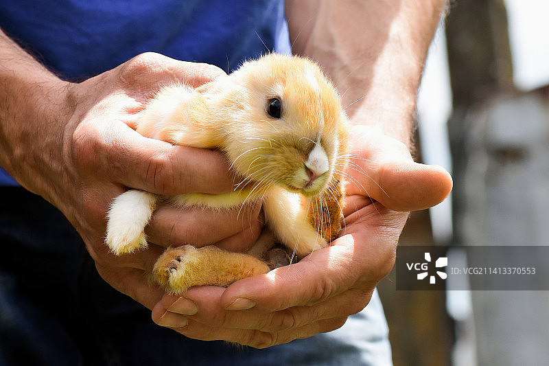 男子拿着啮齿动物图片素材