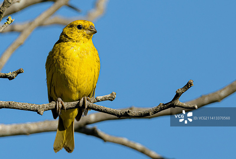 正在观察猎物的黄色小鸟，印度尼西亚楠榜图片素材