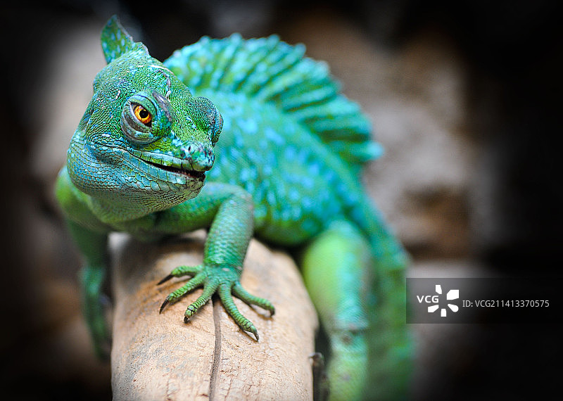 印度尼西亚植物上的变色龙特写图片素材