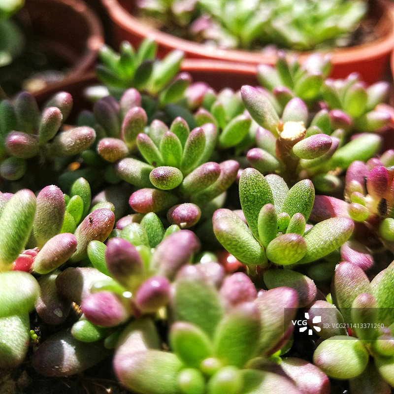 马来西亚沙巴州：多肉植物特写图片素材