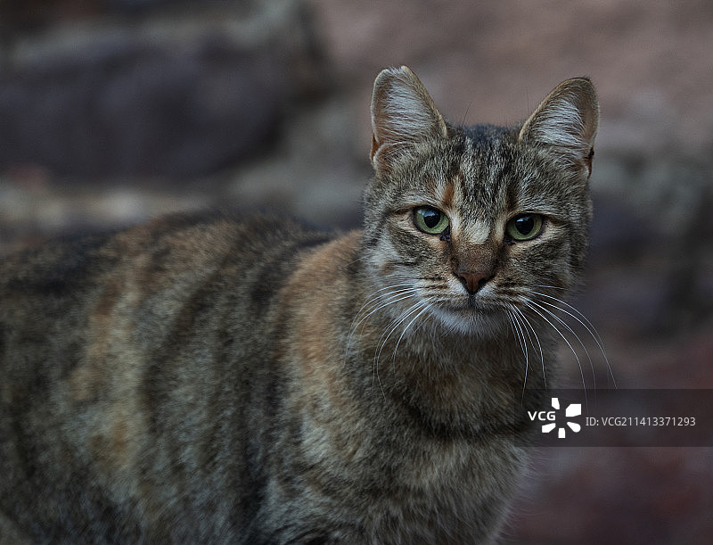 猫咪特写，土耳其阿利贝岛图片素材