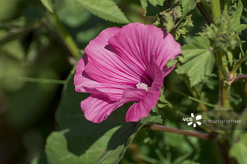 花园里美丽的宇宙花，英国图片素材