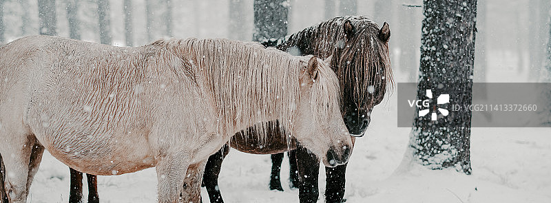 日本北海道雪地里马的侧视图图片素材