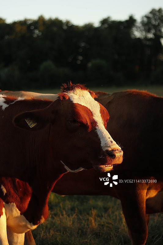爱尔兰，田野中站立的奶牛肖像图片素材