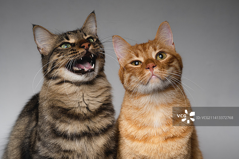 希腊家猫双人有趣肖像图片素材