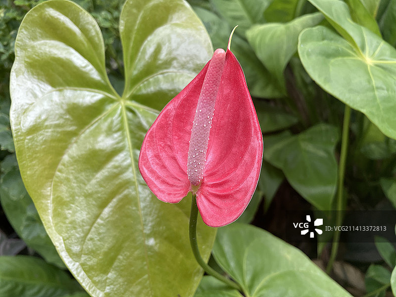 粉色玫瑰花特写，亚齐班达，印度尼西亚图片素材