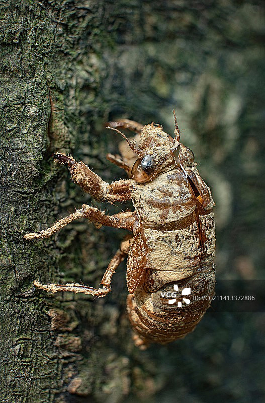 中国广东省广州市树干上的昆虫特写图片素材