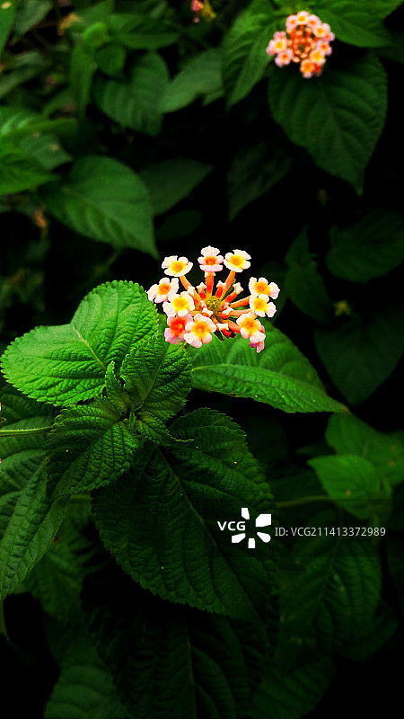 开花植物的特写图片素材