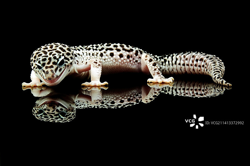 印度尼西亚西勿加泗黑色背景下的壁虎特写图片素材