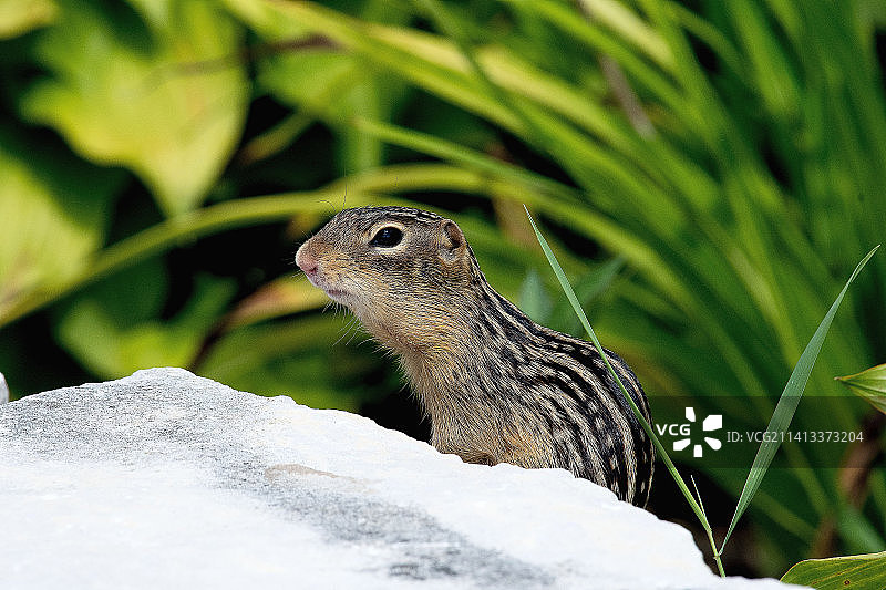 美国岩石上的地松鼠特写图片素材
