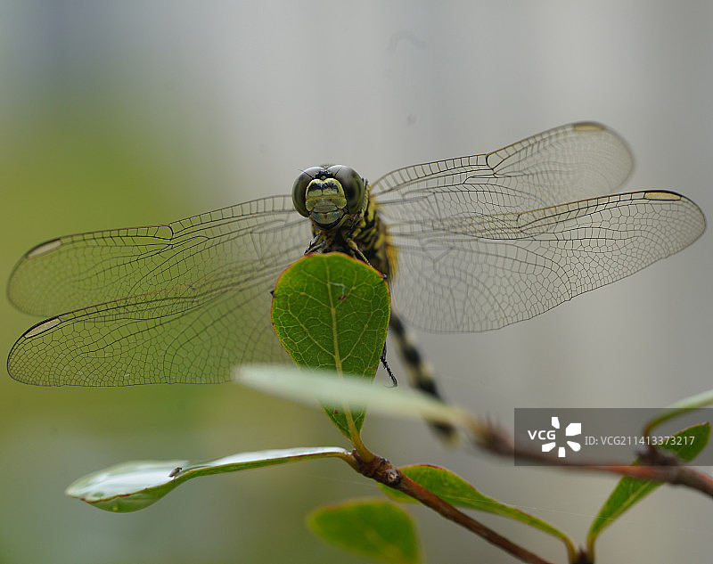 蜻蜓在植物上的特写图片素材
