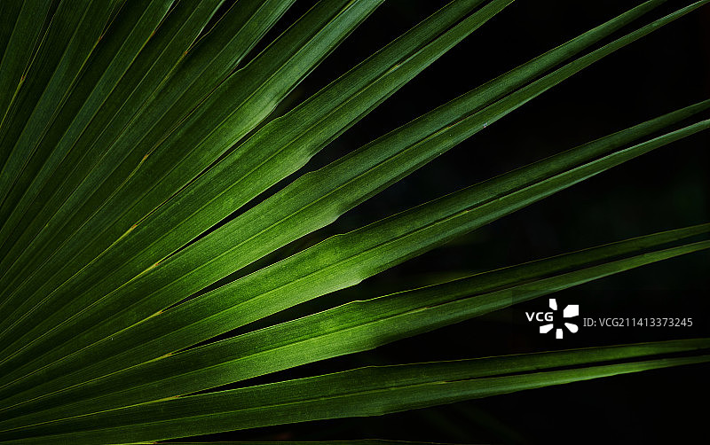 泰国呵叻府的阳光和阴影下的绿色棕榈叶图片素材