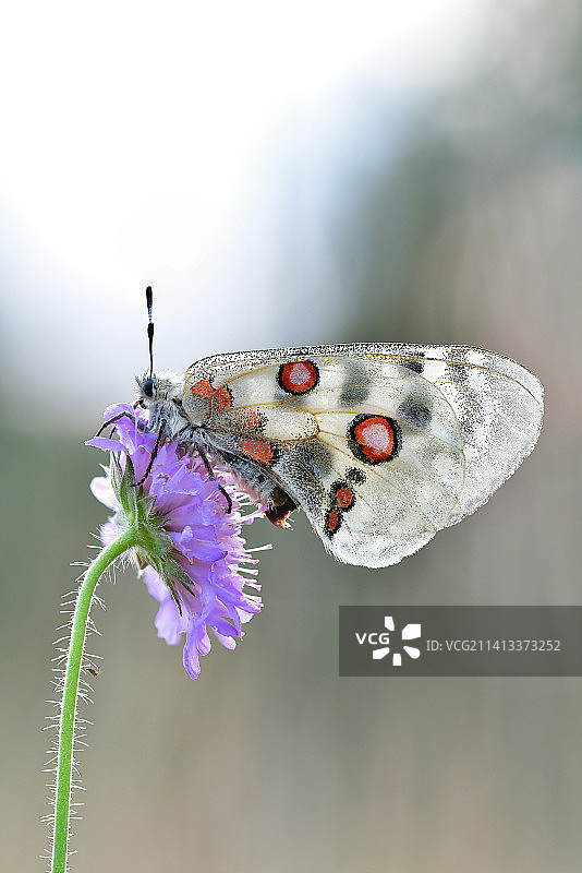 紫色花上的蝴蝶特写图片素材