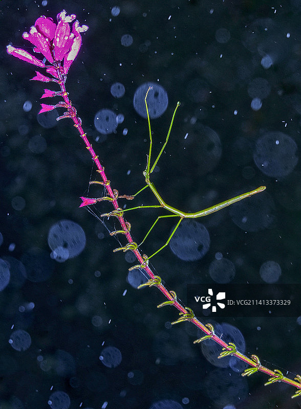 湖边湿植物特写图片素材