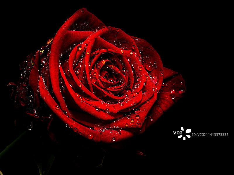 黑色背景下的红色湿润玫瑰特写，爱尔兰图片素材